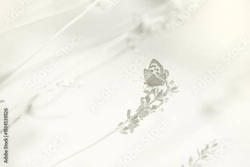 White banner with butterfly on lavender, Cloud Dancer trend, color of year 2026