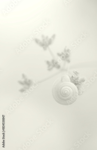 Minimal macro shot of a white snail shell on a plant in Cloud Dancer color of the year 2026.