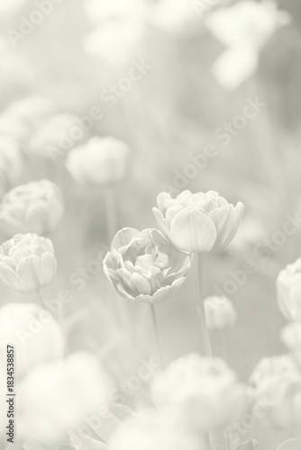 Soft blooming white tulips in Cloud Dancer color of the year 2026.