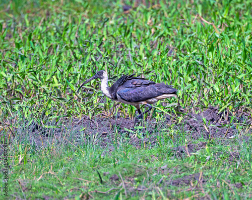 A Straw Necked Ibis Feeding in a Wetland