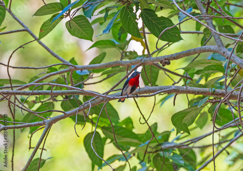 Mistletoebird in Tropical Tree