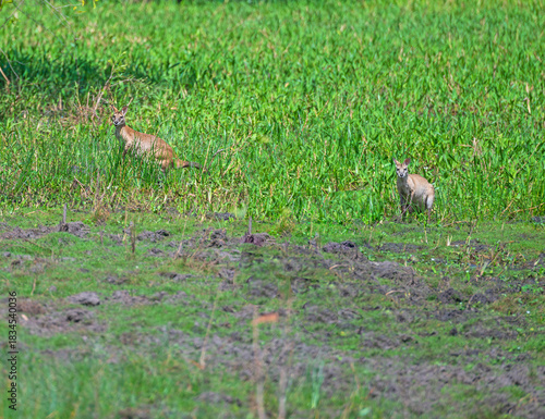 A Pair of Agile Wallabies in a Wetland