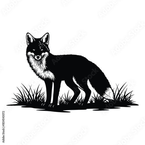 Black fox standing in grass vector illustration, isolated on white