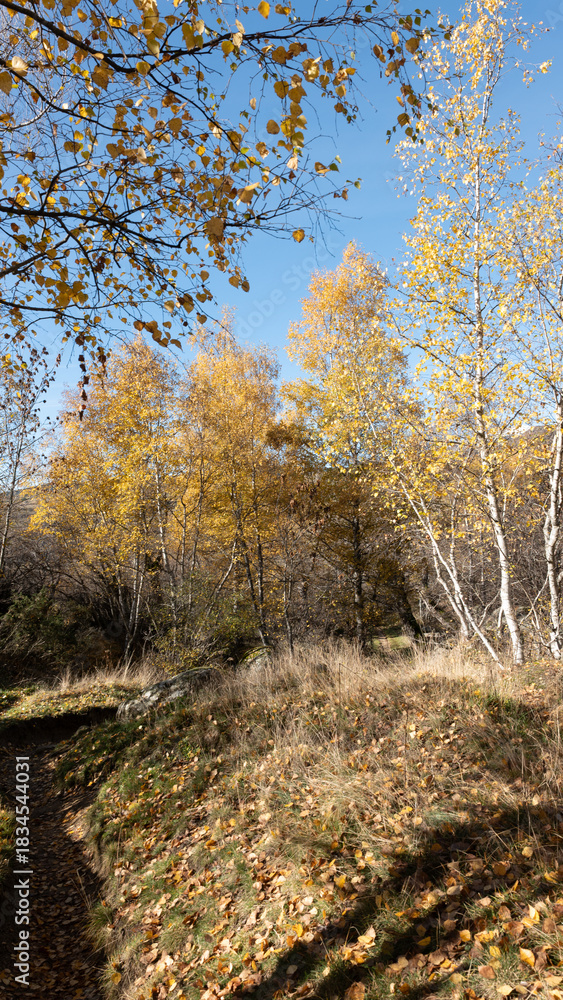 Obraz premium autumn in the forest