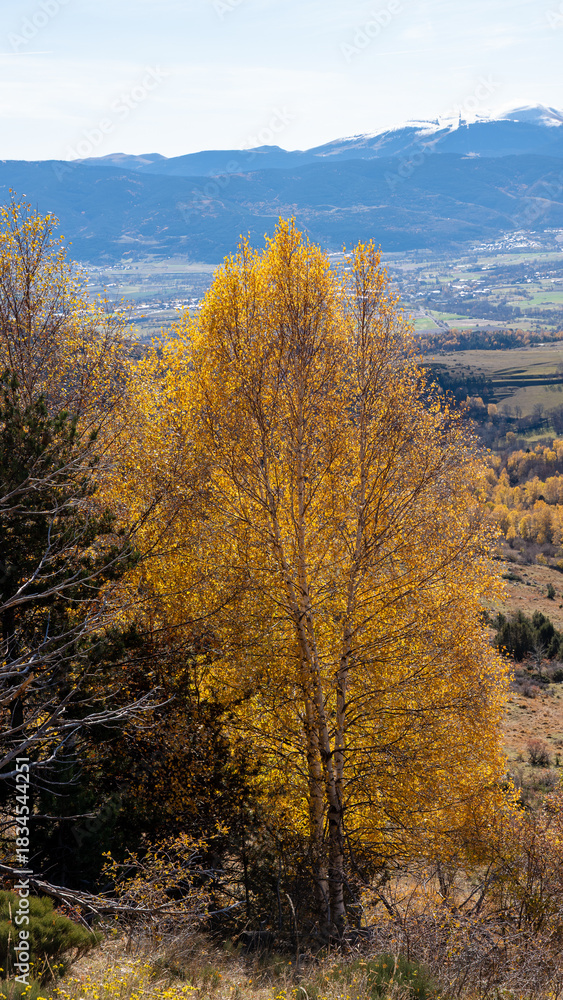 Fototapeta premium autumn in the mountains