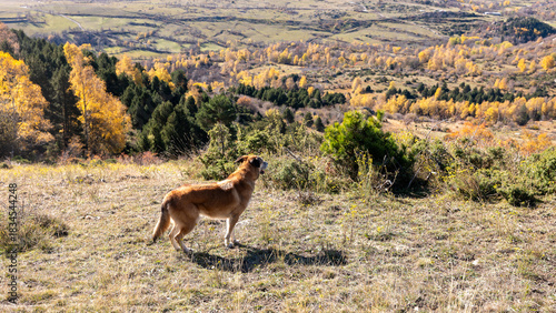 dog autumn in the mountains
