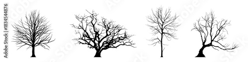 leafless tree silhouette. bare tree vector