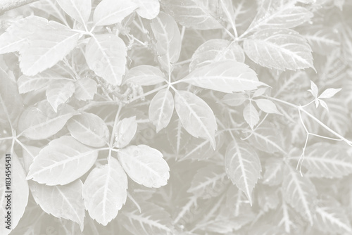 Cloud dancer color leaf texture, nature monochrome background. Color of the year 2026