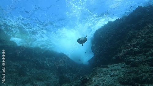 A California sea lion descends from a choppy, wave-stirred surface toward the depths, then turns and swims back upward in the Sea of Cortez, Baja California, Mexico. 