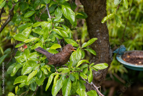 A female black bird on an apple tree