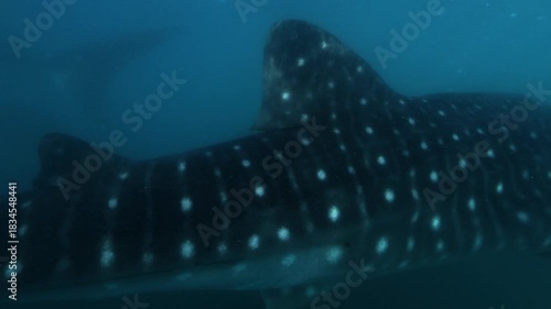 A whale shark – Rhincodon typus – swims past the camera while a remora follows closely behind in the Sea of Cortez, Baja California, Mexico. Check my portfolio for more whale shark footage.