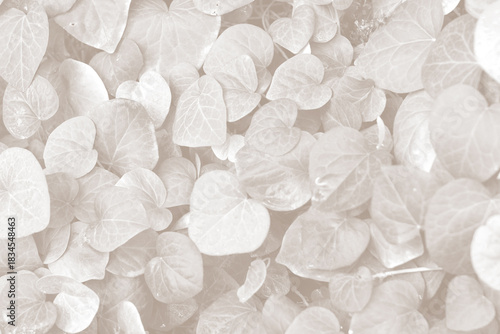 Cloud dancer color leaf texture, nature monochrome background. Color of the year 2026