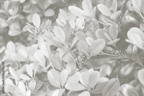 Cloud dancer color leaf texture, nature monochrome background. Color of the year 2026