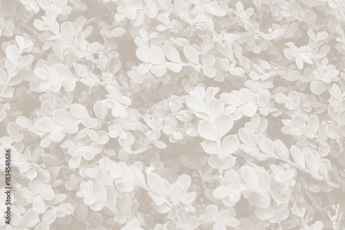 Cloud dancer color leaf texture, nature monochrome background. Color of the year 2026
