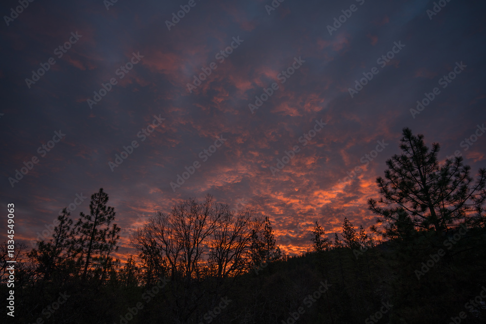 Fototapeta premium Sunrise in the Forest