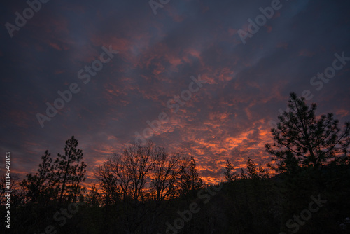 Sunrise in the Forest