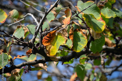 Walnut tree leaves turning yellow and drying in autumn. blue sky in the background.