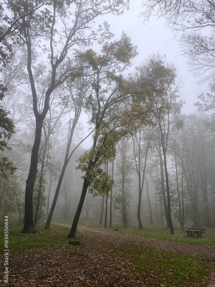 Naklejka premium A misty forest path surrounded by tall trees on a quiet autumn morning. Soft fog creates a calm seasonal mood.
