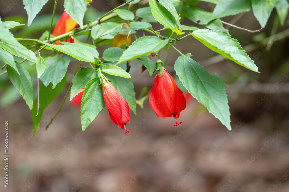 Obraz premium Two red Turk's Cap flowers (Malvaviscus arboreus) in horizontal close-up. Selective focus and ample copy space. Ideal for design, nature, flora, and pollinators.