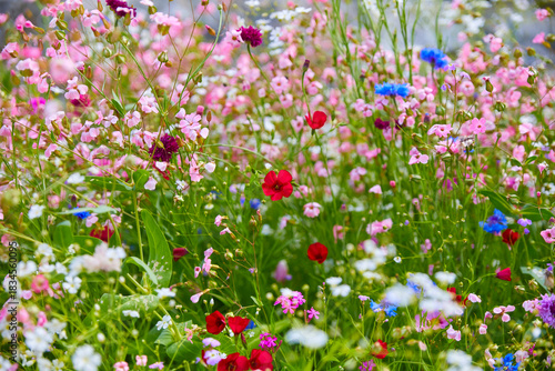Schöne bunte blühende Wiese mit Wildblumen, (Nahaufnahme).