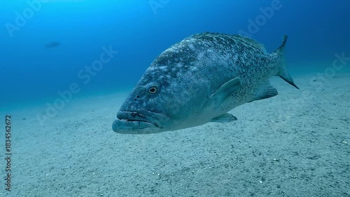Wide shot of four California sea lions – Zalophus californianus – swimming together just under the surface at Los Islotes in the Sea of Cortez, Baja California, Mexico.