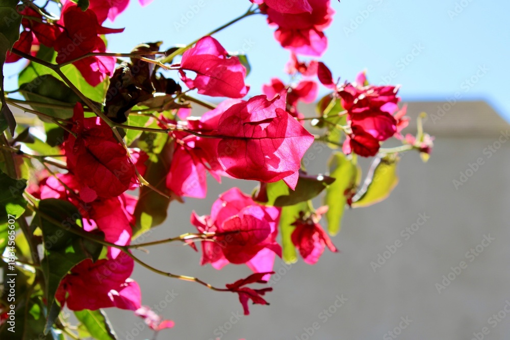 Fototapeta premium red rose in the garden