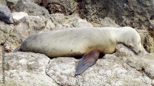 A female California sea lion lies resting on a shallow reef in the Sea of Cortez, Baja California, Mexico, showing calm and relaxed coastal behavior. Check my portfolio for more sea lion footage.