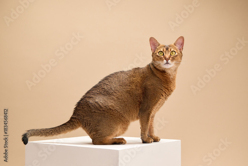 An Abyssinian cat walks confidently across a white platform in the studio. The feline's tail is raised and its eyes focused as it strides forward.