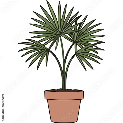 A Green Fan Palm Plant in a Terracotta Pot with a Dark Background Highlighting Its Fronds and Stems