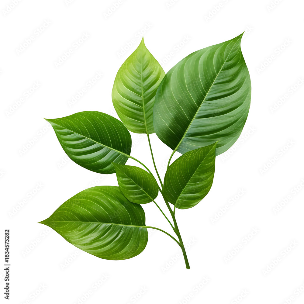 Fototapeta premium green leaves isolated on white background