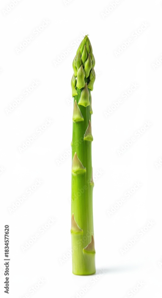 Fototapeta premium Single asparagus stalk isolated on white background, a healthy and fresh vegetable