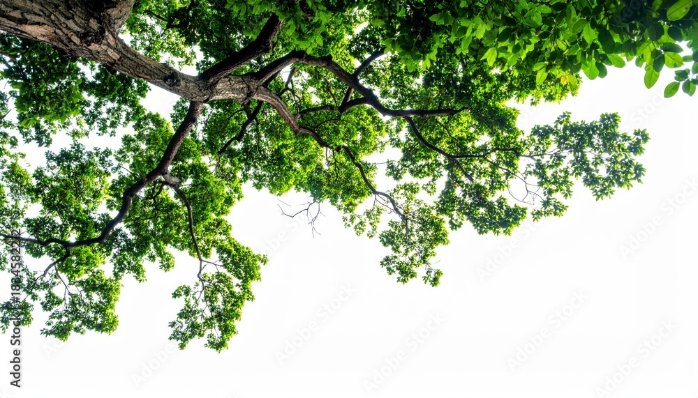 Fototapeta premium Lush green tree canopy viewed from below against bright white sky, nature growth and sustainability concept