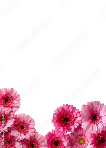 Some pink gerberas