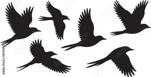 Six Black Bird Silhouettes in Flight on White Background