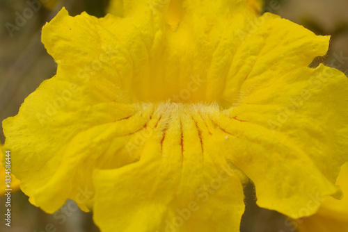 Yellow Ipê Flower, Golden Trumpet Flowers in Brazil Close Up - Macro