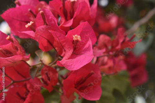 Red Bougainvillea Flower in Bloom, Tropical Garden Close-Up