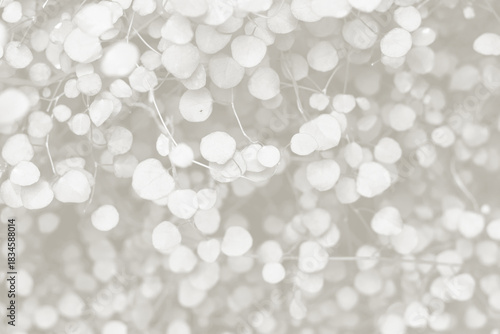 Cloud dancer toned color muehlenbeckia complexa plant background. Monochrome color background. Trendy color 2026.