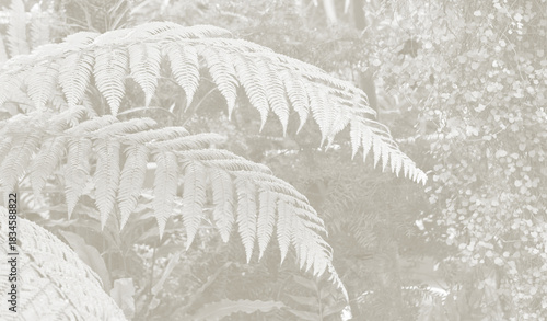 Cloud Dancer fern plant in monochrome color. Forest Cloud Dancer colored fern plants. Trendy color 2026