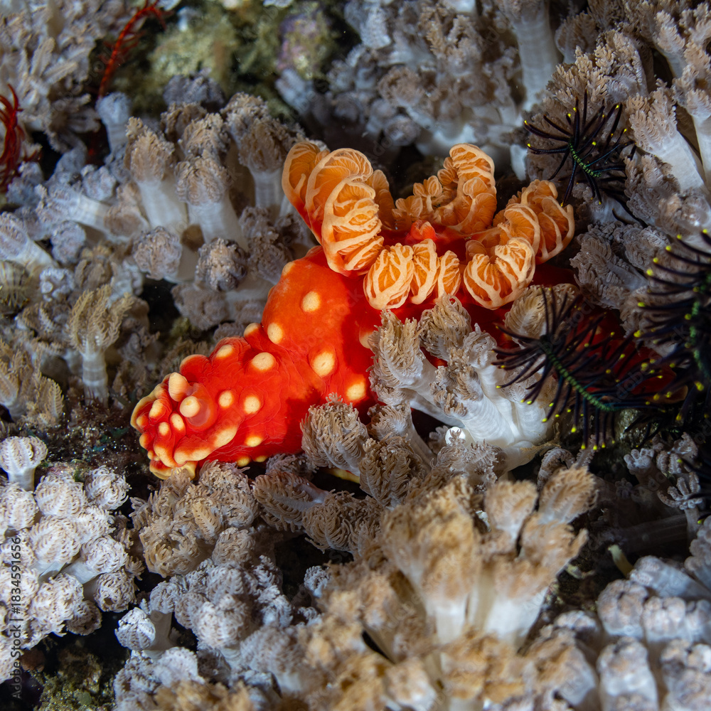 Obraz premium MAL_5015