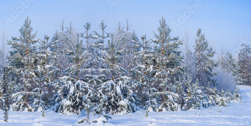 fir tree forest glae in a snow under blue cloudy sky at the bright winter day