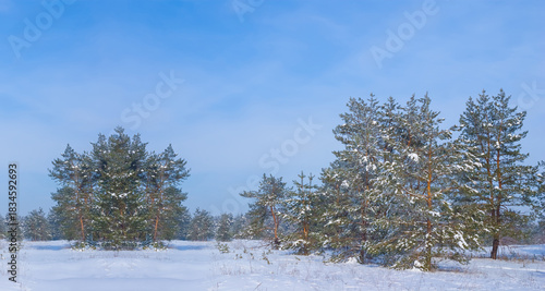 fir tree forest glae in a snow under blue cloudy sky at the bright winter day
