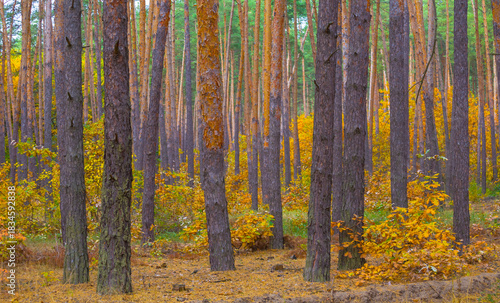 beautiful autumn forest glade covered by red dry leaves, seasonal natural landscape