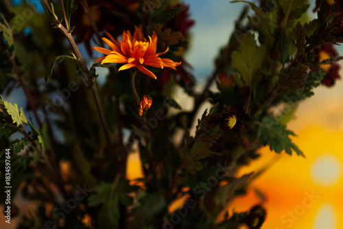 Single orange flower glowing in dark foliage at sunset. Moody composition of a lone flower illuminated by warm sunset light, symbol of calm, contrast and natural beauty.