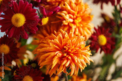 Close-up of orange chrysanthemum flower with dramatic depth of field. Detailed macro of a single chrysanthemum in sharp focus against a soft blurred background.