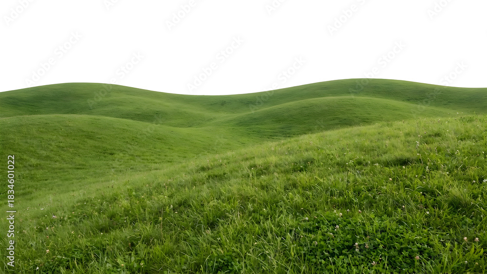 Fototapeta premium Green rolling hills with lush grass under a clear sky.