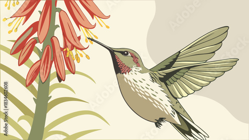 Illustration of a hummingbird feeding on a tall red flower with yellow stamens in a light background