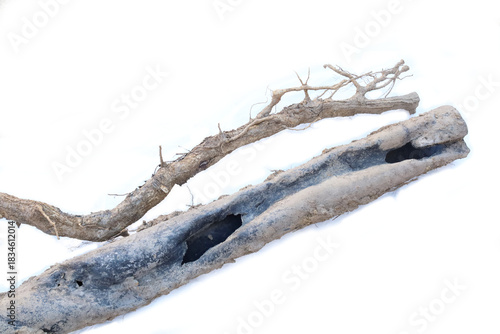 Drain pipe problems from invasive tree roots