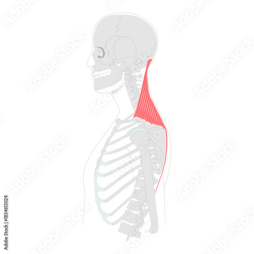 Trapezius - Large human back and neck muscle shown in anatomy chart, shaped like a trapezoid, responsible for moving, rotating, and stabilizing scapula, posture and shoulder movement education