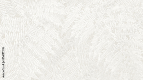 White background with fern leaves creating a subtle texture and pattern in a natural setting