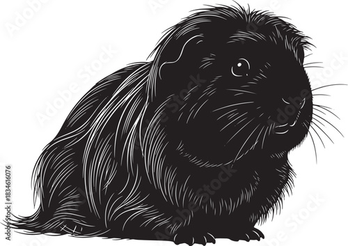 Adorable fluffy black guinea pig pet rodent with detailed fur texture isolated for cute animal imagery and designs